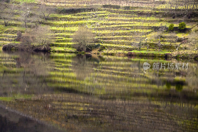 葡萄园在梯田反映，Ribeira Sacra，加利西亚，西班牙。